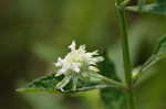 Clustered bushmint